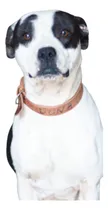 Comprar Dona, Mix De Pitbull Muuuy Bella, Amorosa, Adopcion Leer