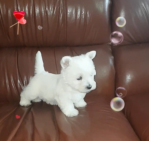 Cachorritos Westie Terrier