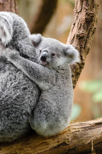 Cuadro 30x45cm Koala Fauna Gris Gray Osos Mimoso Tierno M2