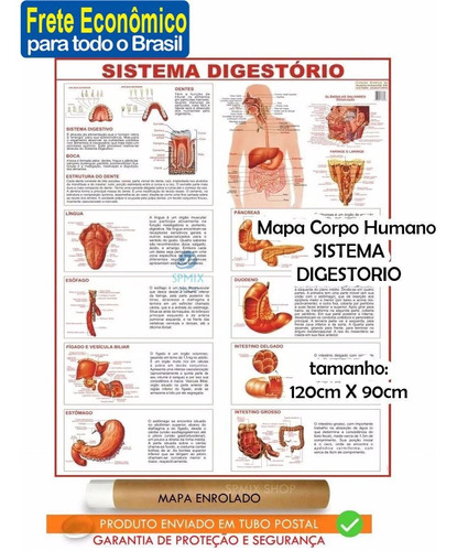 Mapa Corpo Humano Sistema Digestório Enrolado Frete R$ 20,00