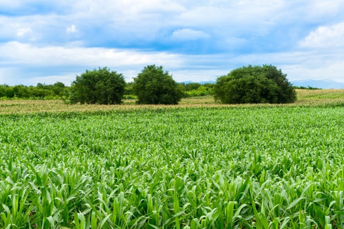 Campo Agricola En Venta En Villa Del Totoral Gutierrez 250ha