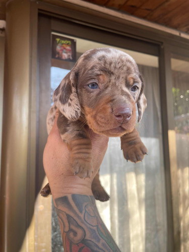 Salchichas Arlequin Hermosos!! Dachshund Exoticos (Usado)
