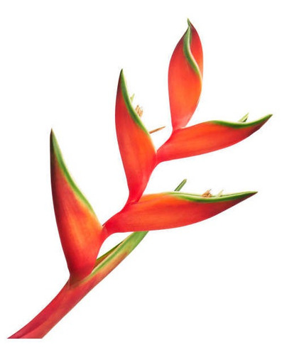 Mudas Helicônia,bihai, E Rostrata, Tropical