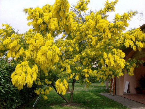 Combo  Sementes De Acacia Mimosa, Dealbata De Constantinopla