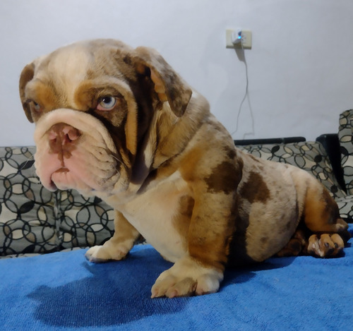 Bulldog Ingles Exótico Merle 