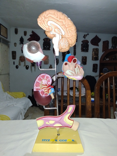 Modelo Anatómico De Cerebro Y Otros