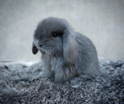 Conejos Mini Lop Azules Raza Pura