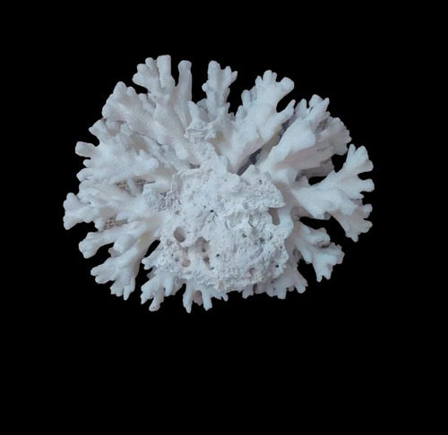 Corales De Mar Adorno Para Acuarios Medidas 13x6,5 Cm - 377