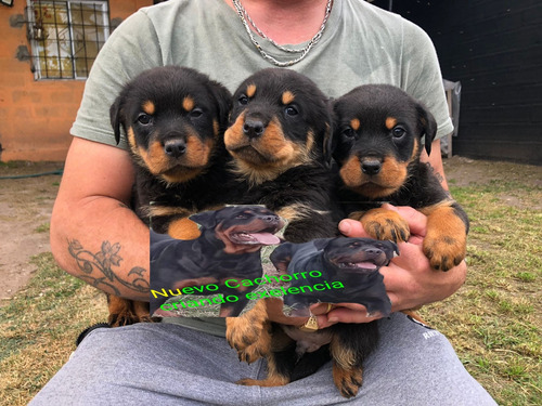 Rottweiler