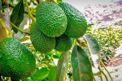 Planta Arbol De Palta Fuerte-hass 1,20 Mt Alto - 1 Unidad