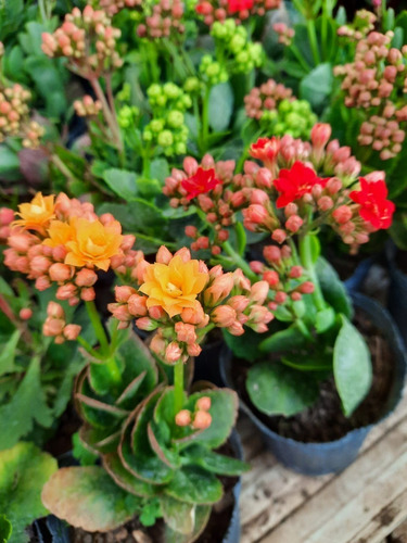 Suculenta Crasa Kalanchoe Floral En Cajon 15 Uni. Surtidas