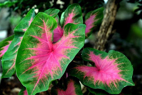 Colocasia Mojito Y 3 Caladium
