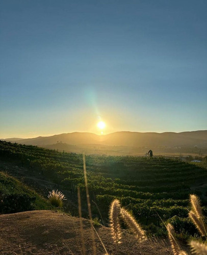 Vino Tinto Mezcla Inizio Sierra Vita Valle De Guadalupe