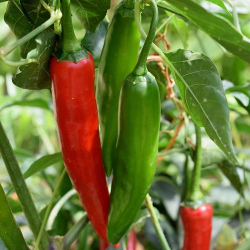 Semillas Pimiento Picante Ají Chili Serrano X Sobre Huerta