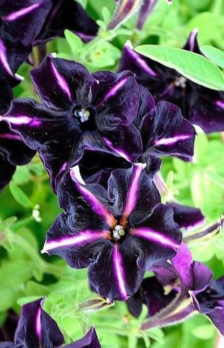 100 Semillas Flor De Petunia Darky