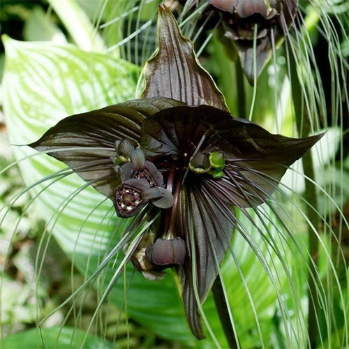 Muda Da Flor Morcego - Tacca Negra - Tacca Chantrieri A B C | Parcelamento  sem juros