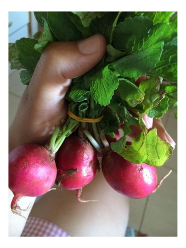 Rabanitos Crimson Gigante - Red Globe 50 Grs