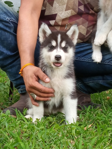 Cachorros Husky Siberiano, Papá Con Pedigree 