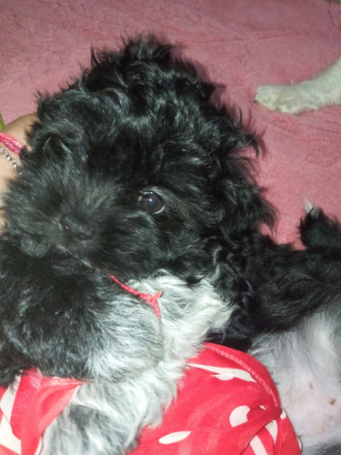 Última Cachorra Shitzu .