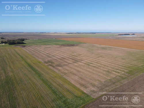 Imagen 19 de 25 de Campo De 705 Has En Venta En Necochea - Mixto Con Casco - 70 % Agricola.
