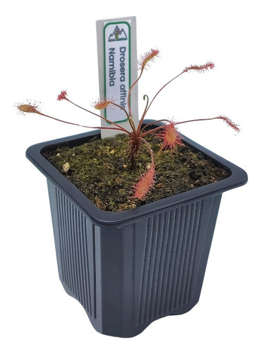 Plantas Carnívoras | Variedad De Géneros Y Especies