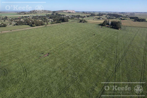 Imagen 9 de 15 de Campo En Venta De 113 Has En Balcarce 90 % Agrícola - Suelos Clase 1 Y 2