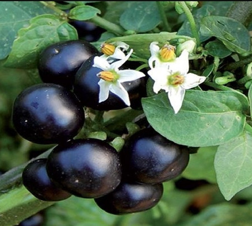 Semillas Naturales De Huckleberry Morado  Arandano De Jardin