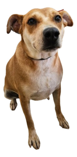Serena, Hiper Cariñosa, Gordita, 5 Añitos, Compañerita Ideal