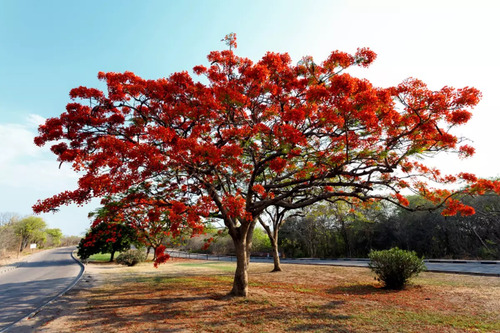 Muda De Lindo Flamboyant Vermelho Árvore De Qualidade