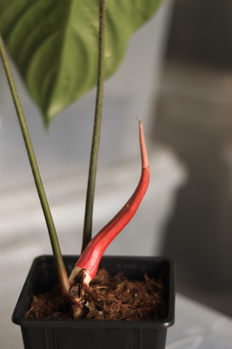 Philodendron Nangaritense