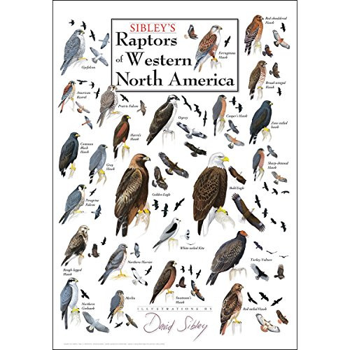 Póster De Rapaces De América Del Norte Occidental De ...