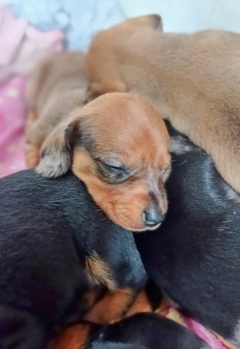 Cachorros Arlequin Roja Salchicha Dachshund Mini Belleza !!! Arlequin Roja