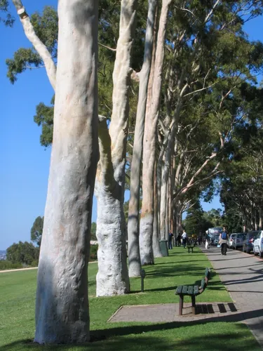 400 Semillas De Árbol Eucalipto Citriodora