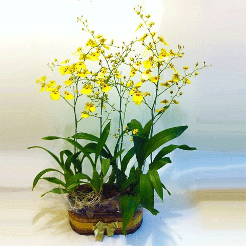 Muda De Orquídea Chuva De Ouro- Planta Adulta Belíssima!! | Parcelamento  sem juros