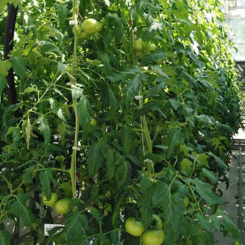 2 Trellis Twine Holder Evita Que Los Tomates Se Rojo