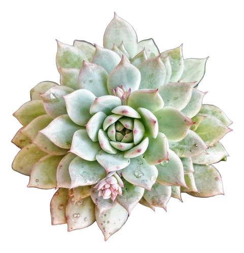 Echeveria Alienor