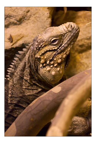 Vinilo Decorativo 40x60cm Iguana Reptil Lagartija Fauna M5