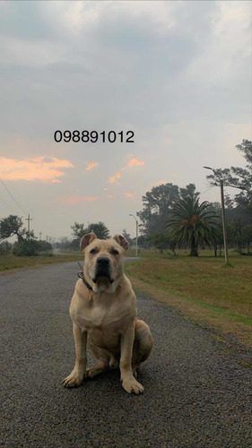 Imagen 4 de 10 de Perros Cimarrones Pedigree Puros