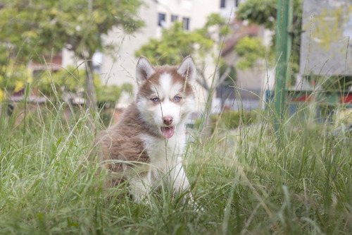 Imagen 4 de 10 de Husky Siberiano Manto Rojo Hembra
