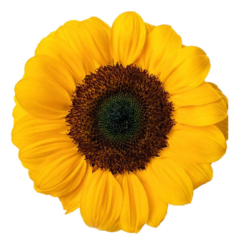 Semilla De Girasol Ornamental Vincent S Choice F1 (500 Sem)