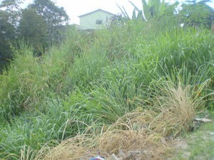 Excelente Lote - Ouro Preto - 336