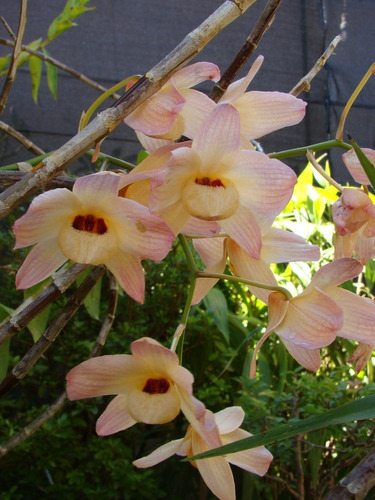 Muda De Orquídea Dendrobium Moschatum 18cm/20cm C/raiz