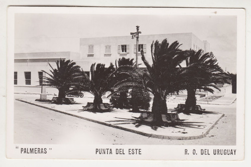 Antigua Postal B&w Punta Del Este Fotografia Plaza Palmeras