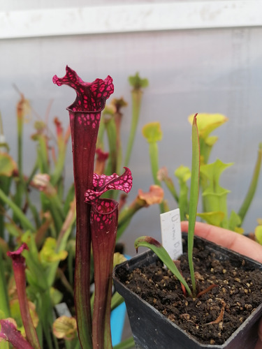 Semillas Plantas Carnívoras