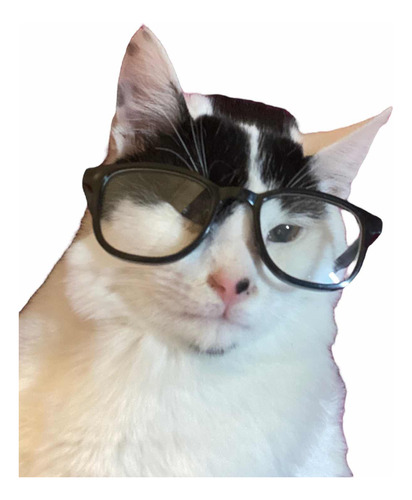 Lentes Mascotas Perro Gatito Disfraz El Gato Estudiante