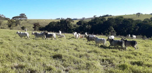 Imagem 11 de 14 de Chácara, Sitio Mococa, São Miguel Arcanjo - R$ 2.2 Mi, Cod: 235116 - V235116