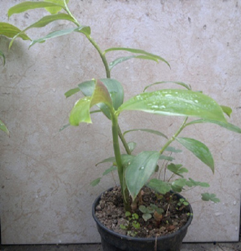 Muda De Cana Do Brejo| Caninha De Macaco| Medicinal