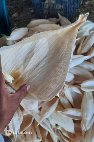 Semilla De Maíz Unisem Hojero 266 3 Kg