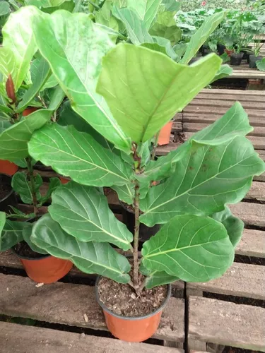 Ficus Pandurata M18 Planta De Interior Greenonline Vivero