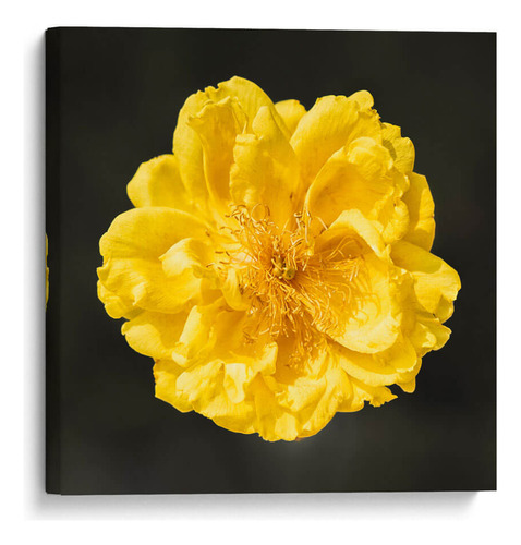 Canvas Lab Cuadro Flor Carnaval 70x70, Ariadne Contreras